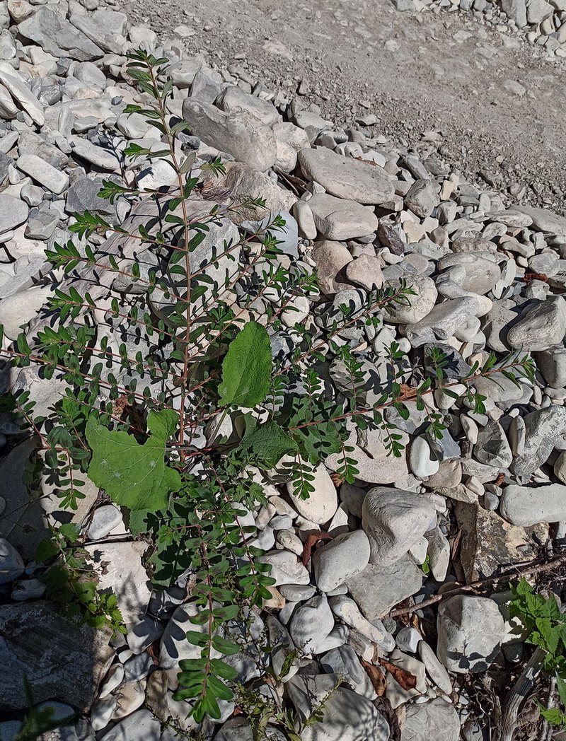 Image of Euphorbia nutans specimen.