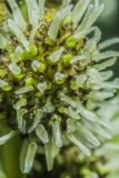 Sparganium microcarpum