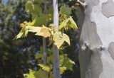 View full-size image Platanus × acerifolia