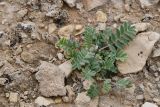 Смотреть изображение род Astragalus