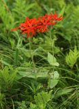 Смотреть изображение Lychnis fulgens