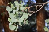 View full-size image Populus pruinosa