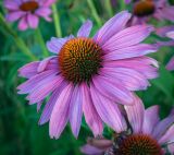 View full-size image Echinacea purpurea