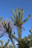 View full-size image Pinus sylvestris