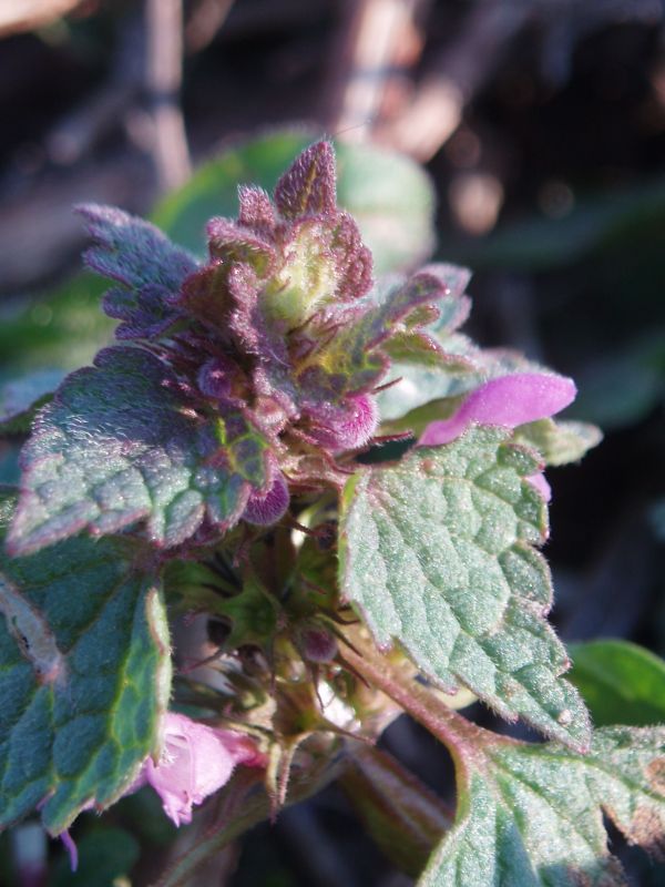 Image of Lamium purpureum specimen.