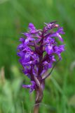 View full-size image genus Dactylorhiza