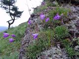 Campanula saxifraga