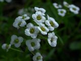 Lobularia maritima