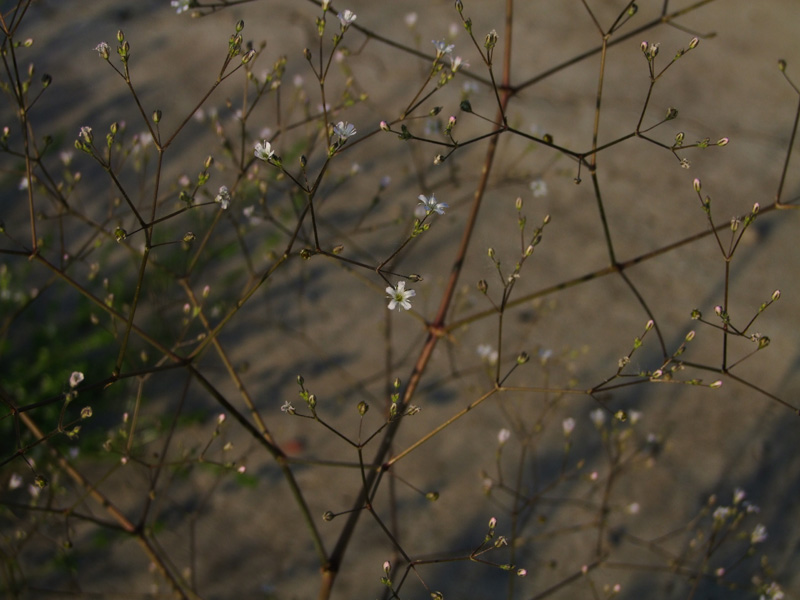 Изображение особи Gypsophila perfoliata.