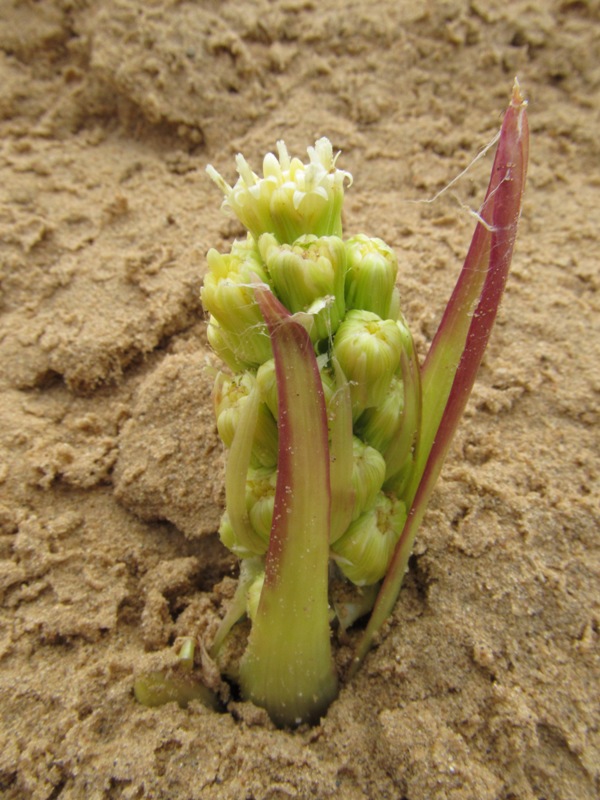 Image of Petasites spurius specimen.