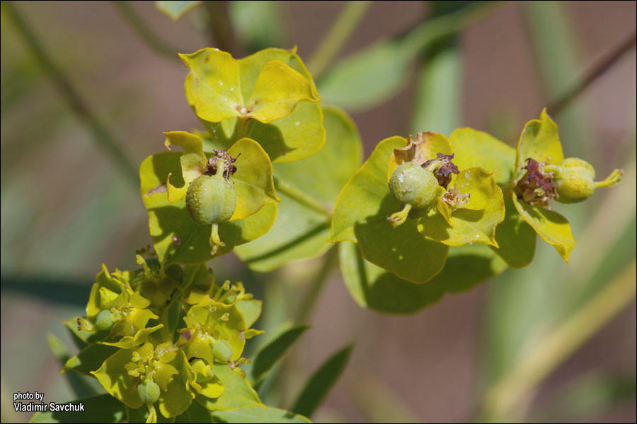 Изображение особи Euphorbia virgata.