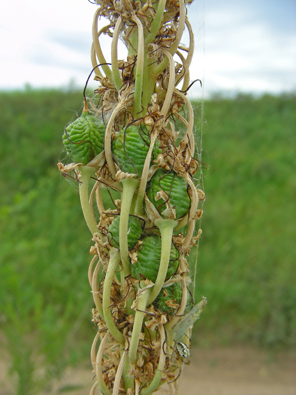 Image of Eremurus regelii specimen.