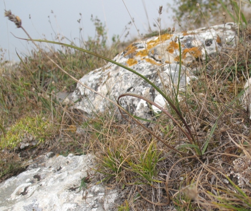 Image of Plantago atrata specimen.