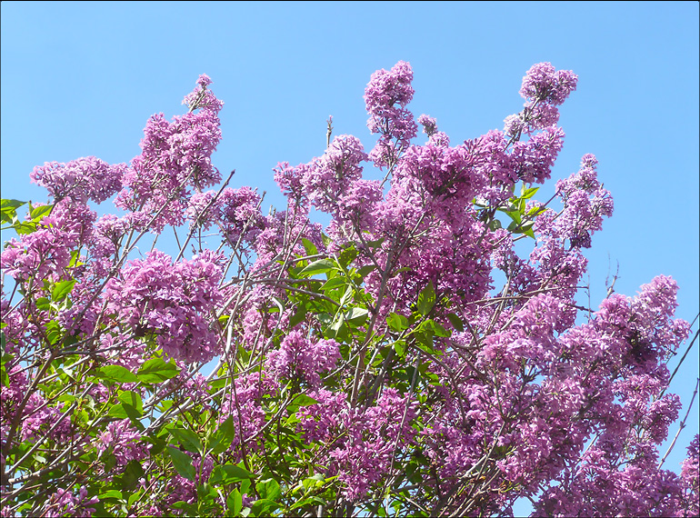 Изображение особи Syringa persica.