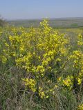 Chamaecytisus ruthenicus. Цветущее растение на северном склоне останца. Саратовская обл., Татищевский р-н. 6 мая 2012 г.