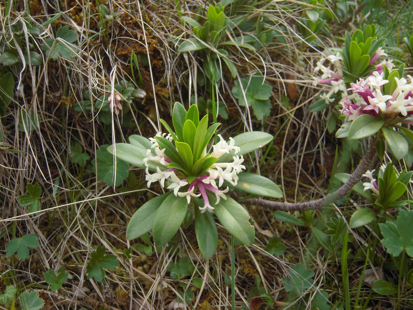 Image of Daphne glomerata specimen.