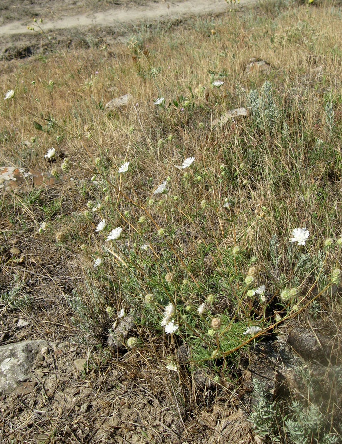 Image of Lomelosia argentea specimen.