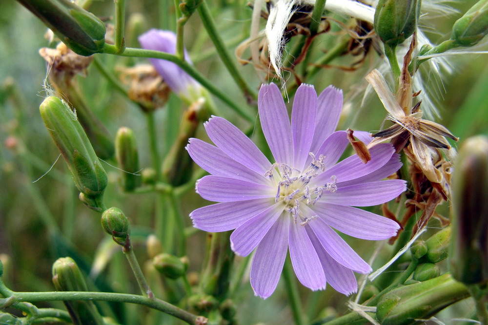 Image of Lactuca tatarica specimen.