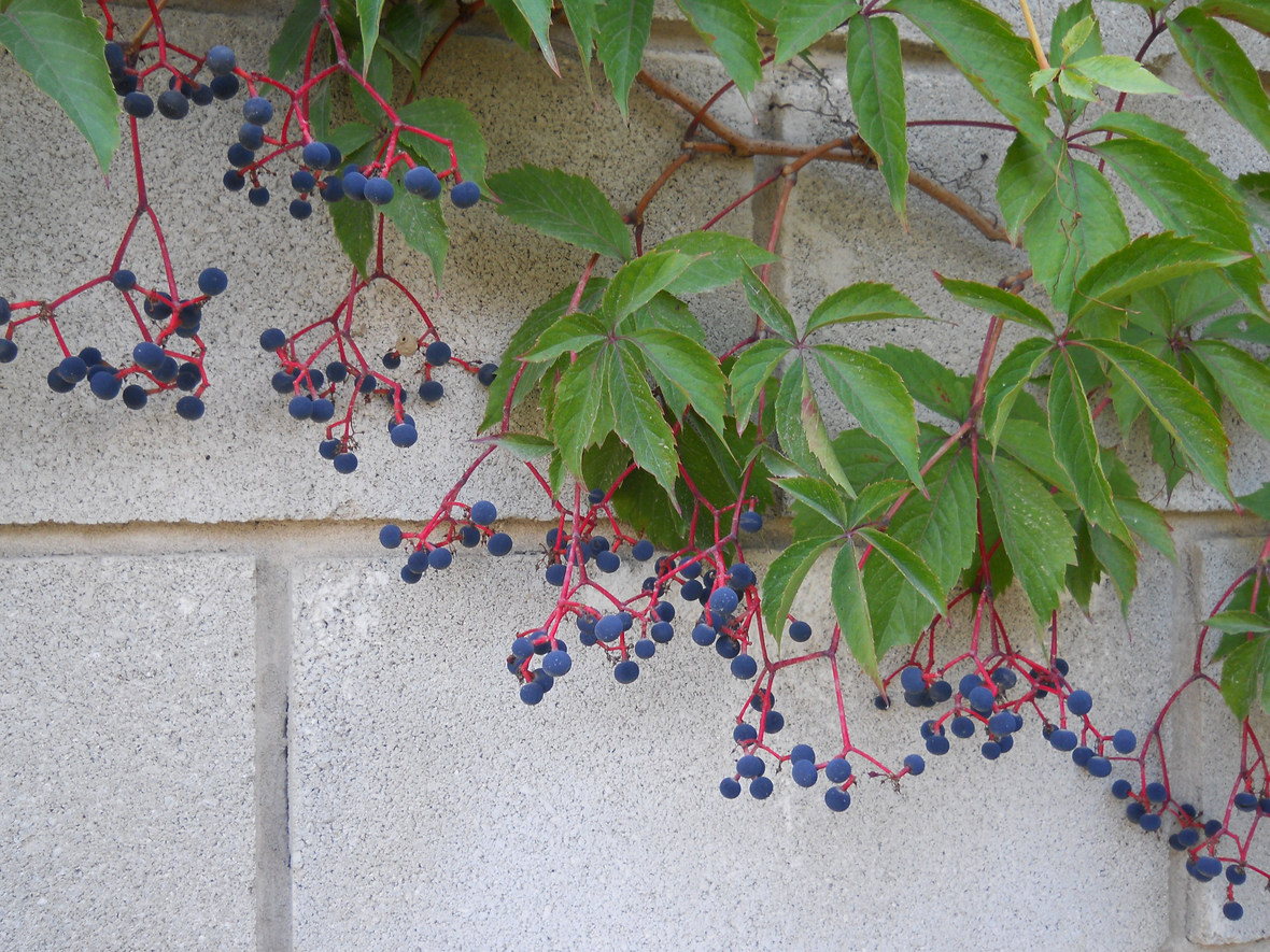 Image of Parthenocissus quinquefolia specimen.