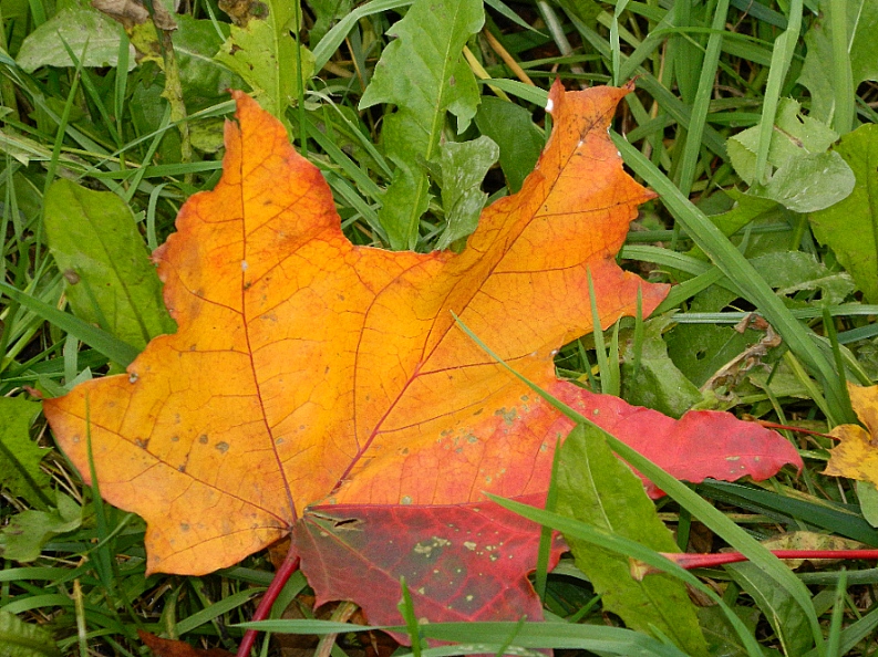 Image of Acer platanoides specimen.