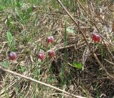 Fritillaria meleagris