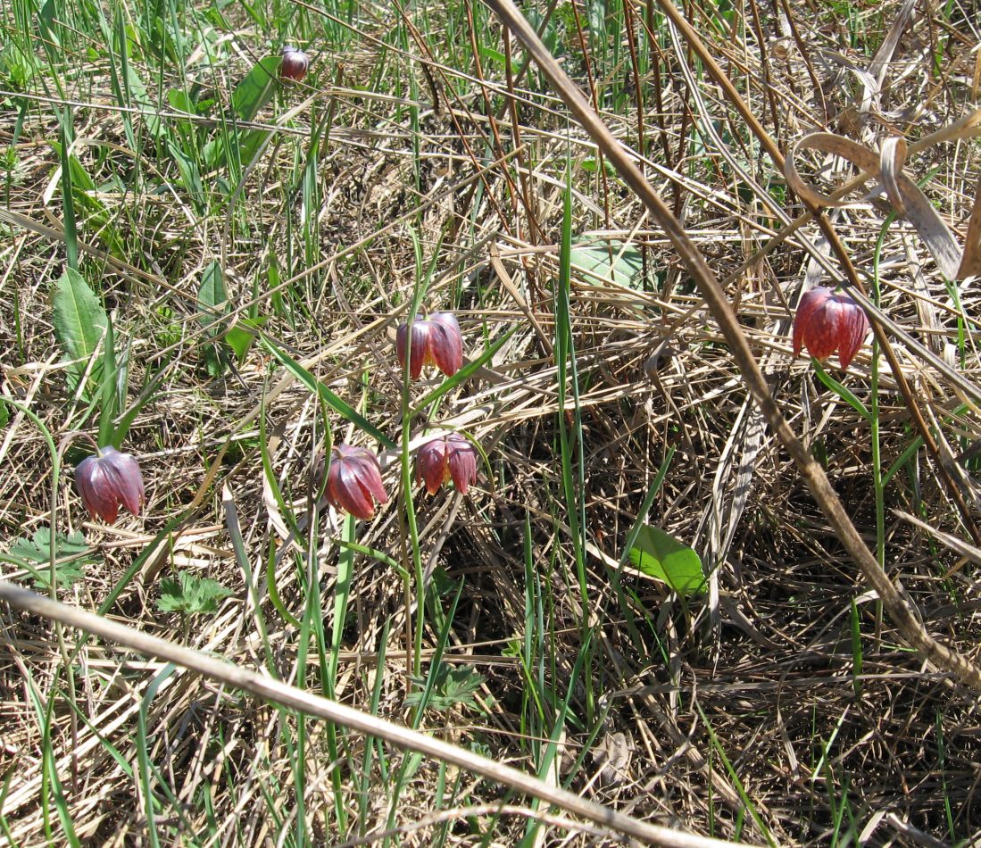 Image of Fritillaria meleagris specimen.