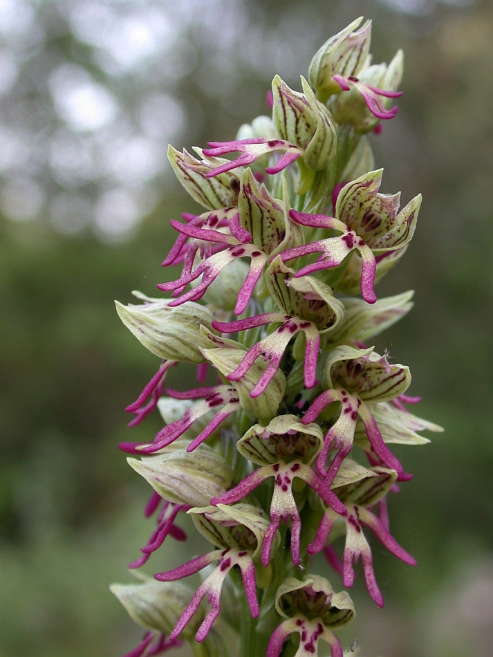 Image of Orchis galilaea specimen.