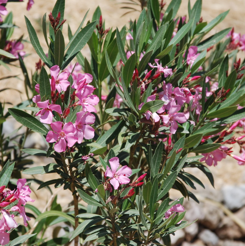 Изображение особи Nerium oleander.