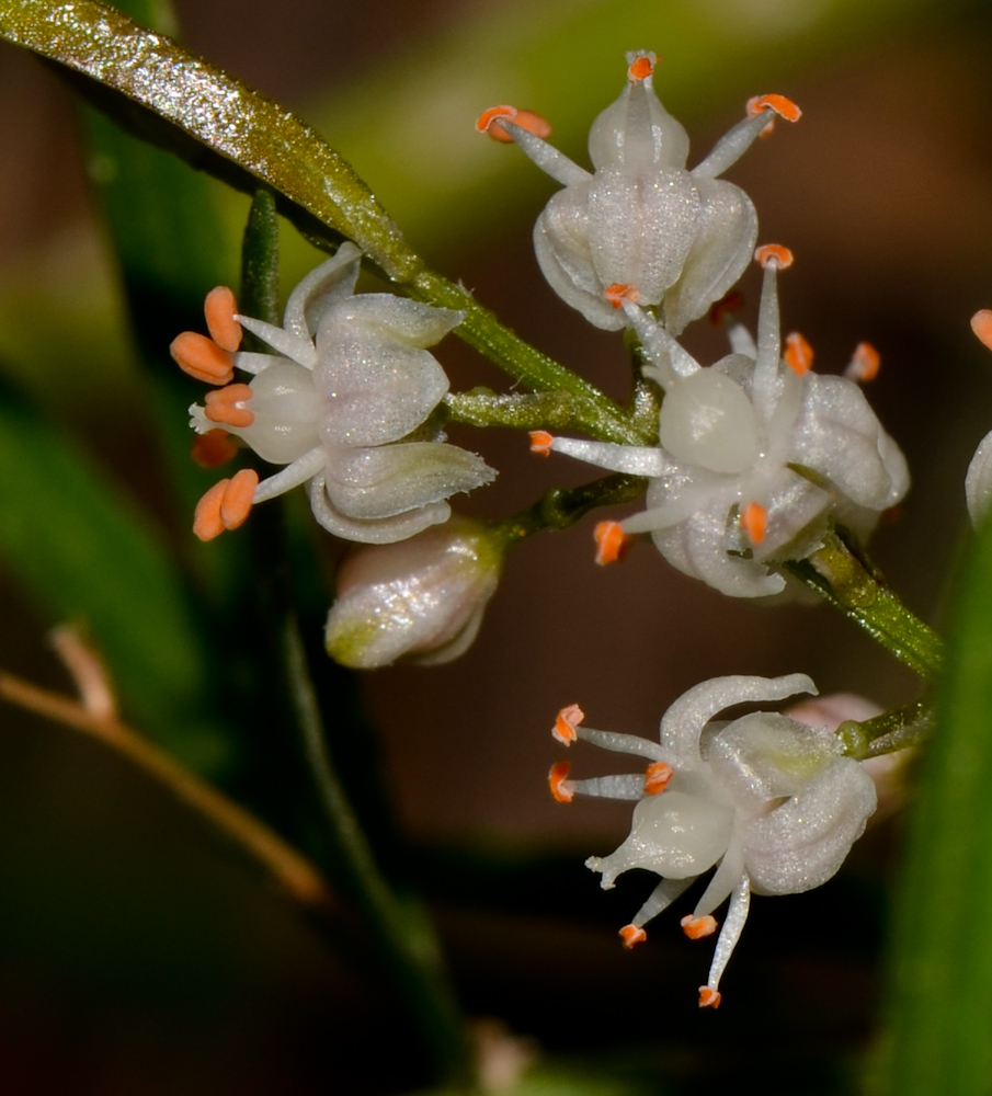 Image of Asparagus densiflorus specimen.