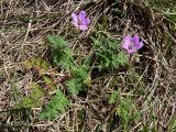 Erodium cicutarium. Цветущее растение. Польша, Великопольское воеводство, Конинский повят, Гмина Жгув, сельский округ Осеча-Друга. 22.07.2012.