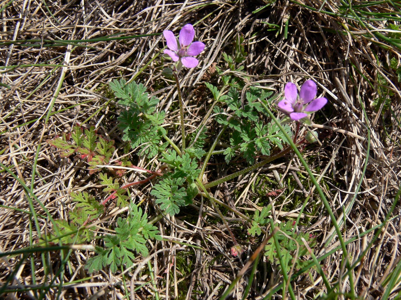 Изображение особи Erodium cicutarium.