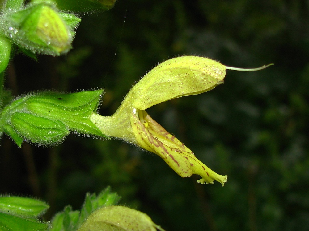 Изображение особи Salvia glutinosa.