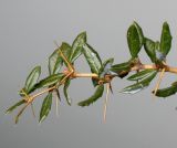 Berberis candidula