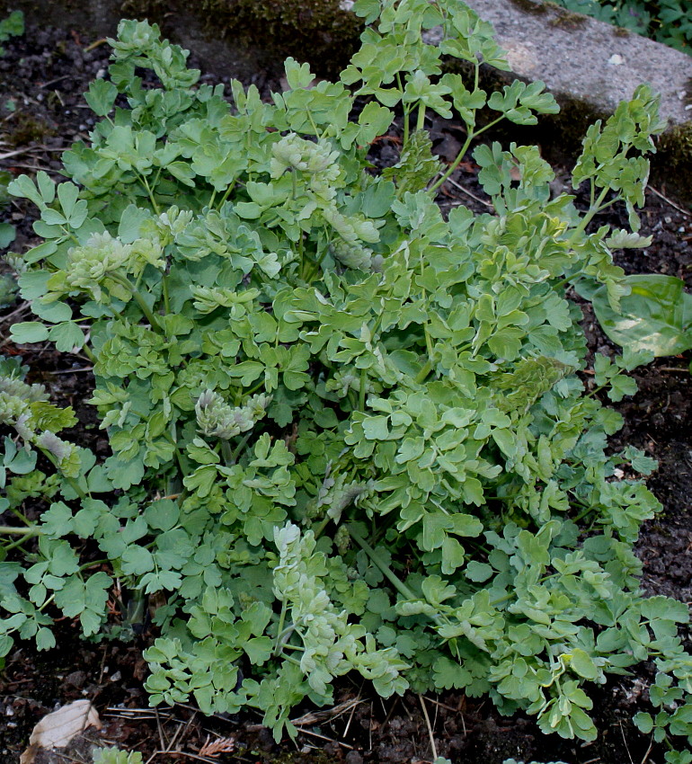 Image of Thalictrum speciosissimum specimen.