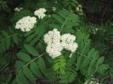 Sorbus aucuparia. Верхушка побега с соцветием и листьями. Тамбовская обл., Петровский р-н, п. Троицкий, лесополоса. 12.05.2013.