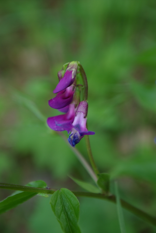 Изображение особи Lathyrus vernus.