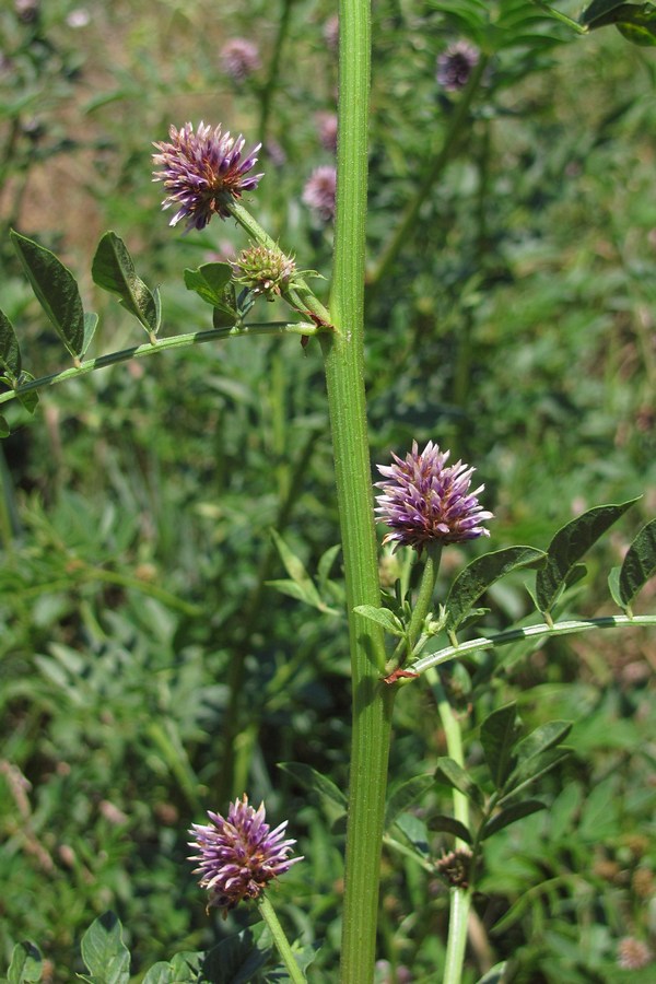 Изображение особи Glycyrrhiza echinata.