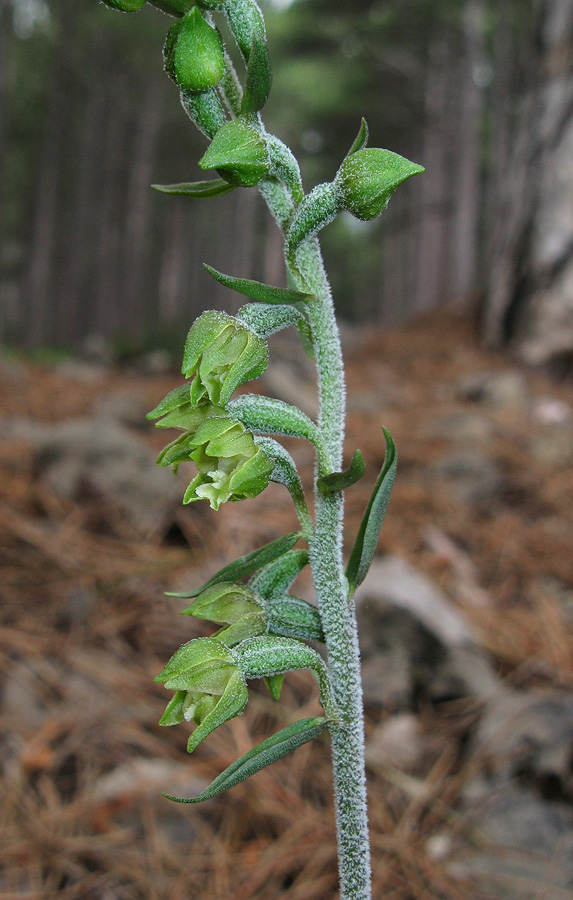 Image of Epipactis microphylla specimen.