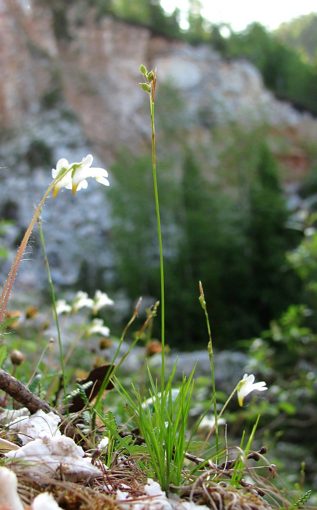 Изображение особи Carex alba.