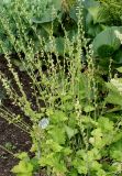 Tellima grandiflora. Цветущее растение. Германия, г. Krefeld, Ботанический сад. 10.06.2013.