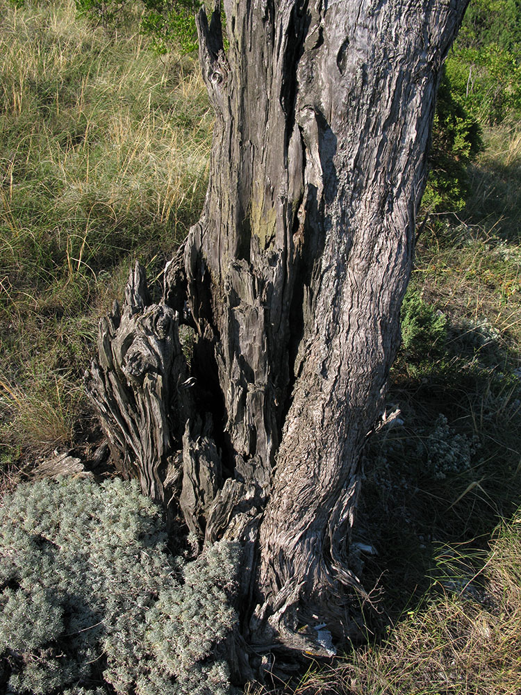 Image of Juniperus excelsa specimen.