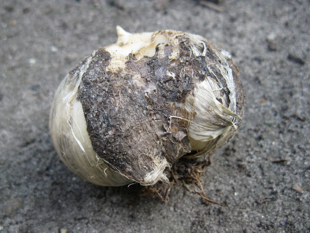 Image of Allium cristophii specimen.