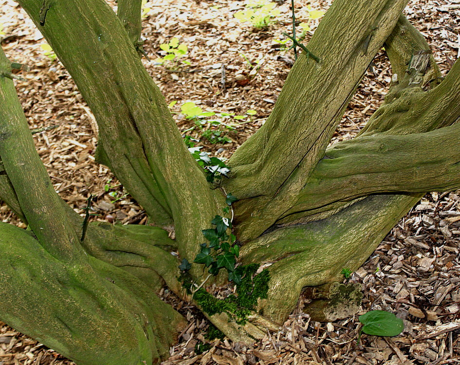 Image of Poncirus trifoliata specimen.