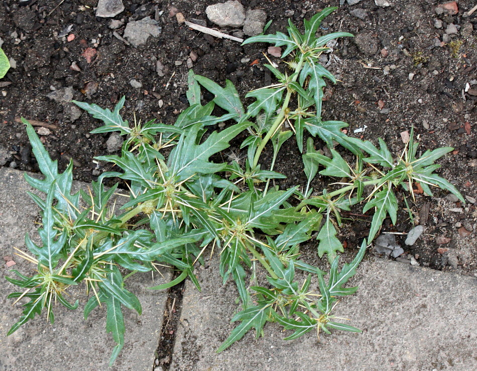 Image of Xanthium spinosum specimen.