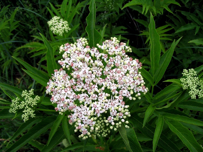 Image of Sambucus ebulus specimen.