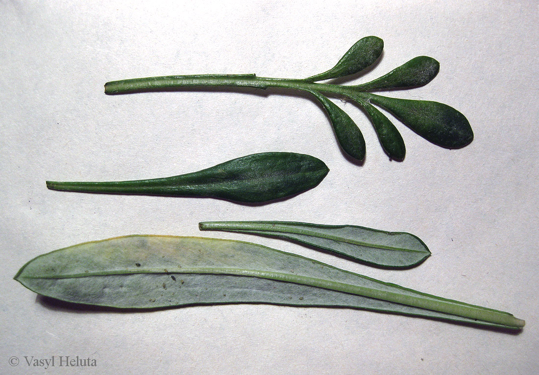 Image of genus Gazania specimen.