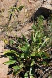 Goniolimon eximium. Зацветающее растение. Казахстан, хр. Шолак, северней вдхр. Капчагай. 22.05.2013.