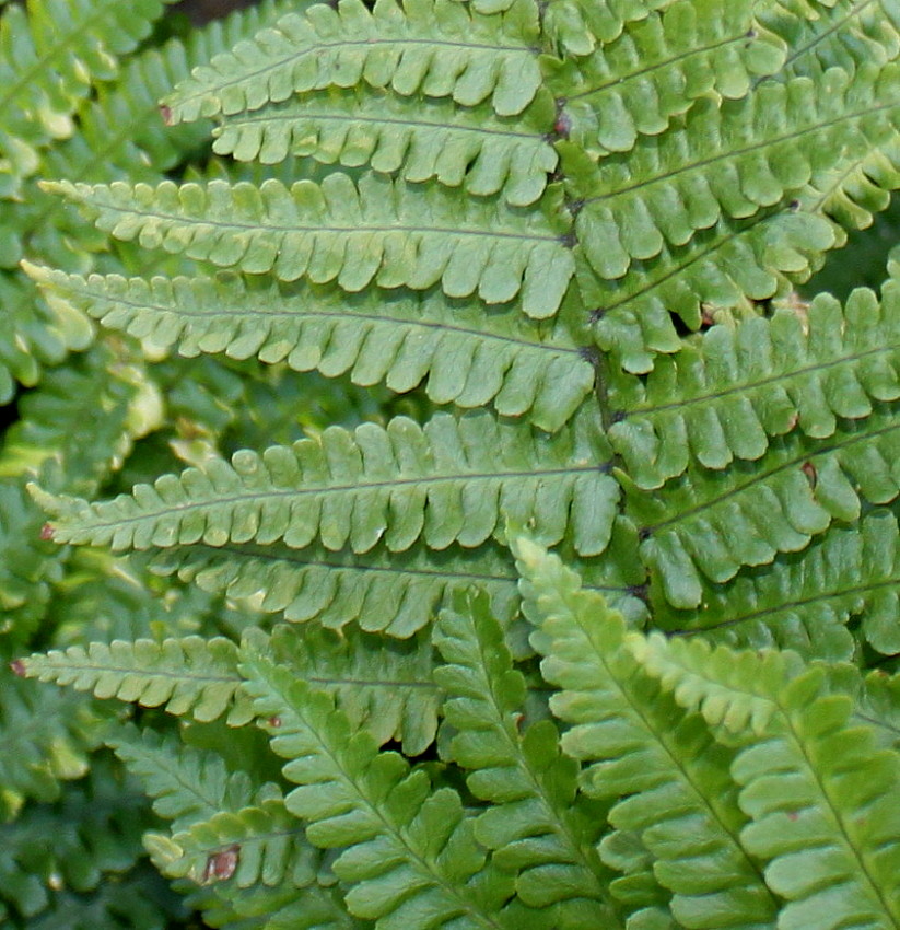 Изображение особи Dryopteris affinis.