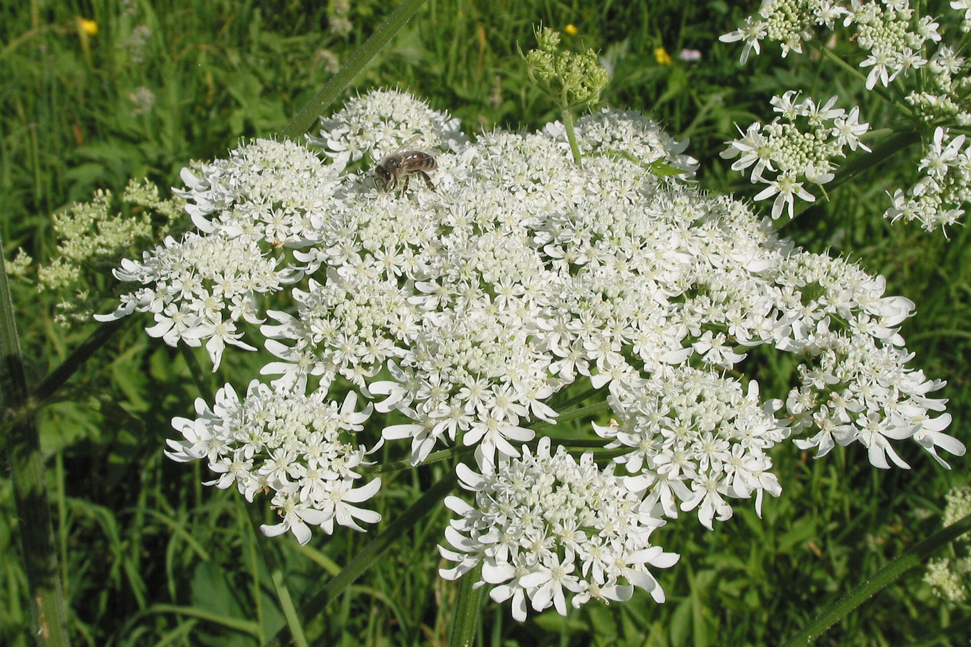 Image of Heracleum dissectum specimen.