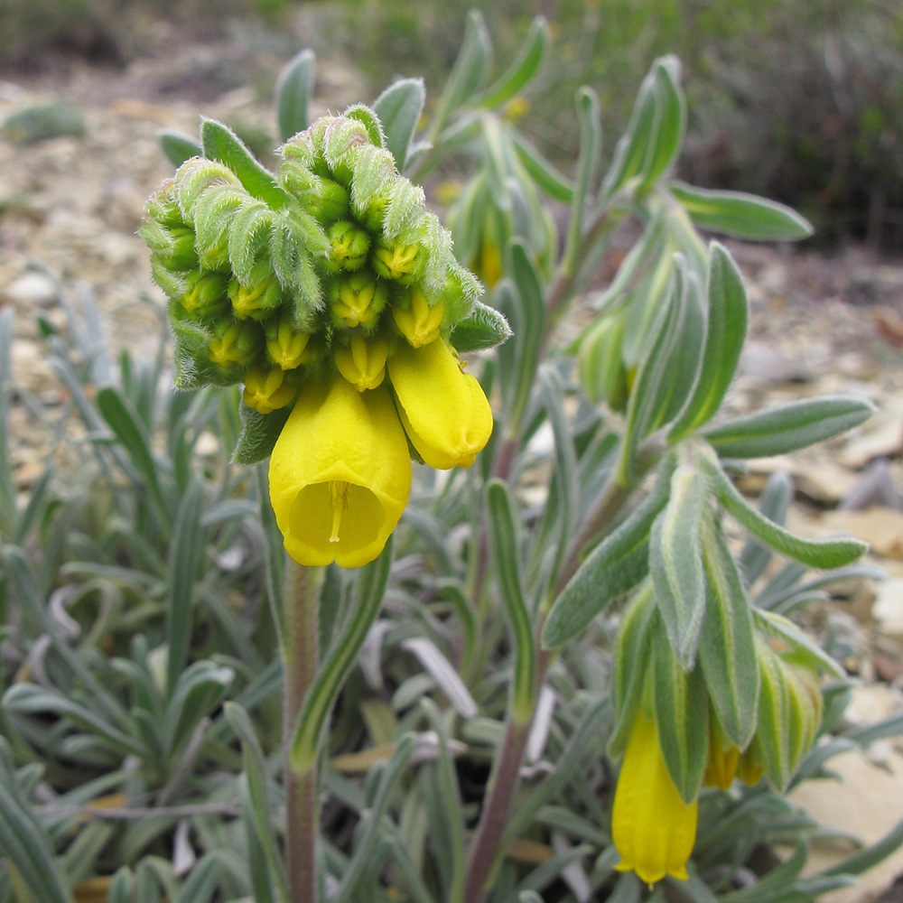 Изображение особи Onosma taurica.